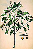 Clove Plant